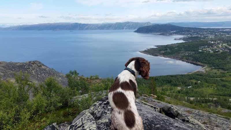 Anja the dog in Alta, Norway