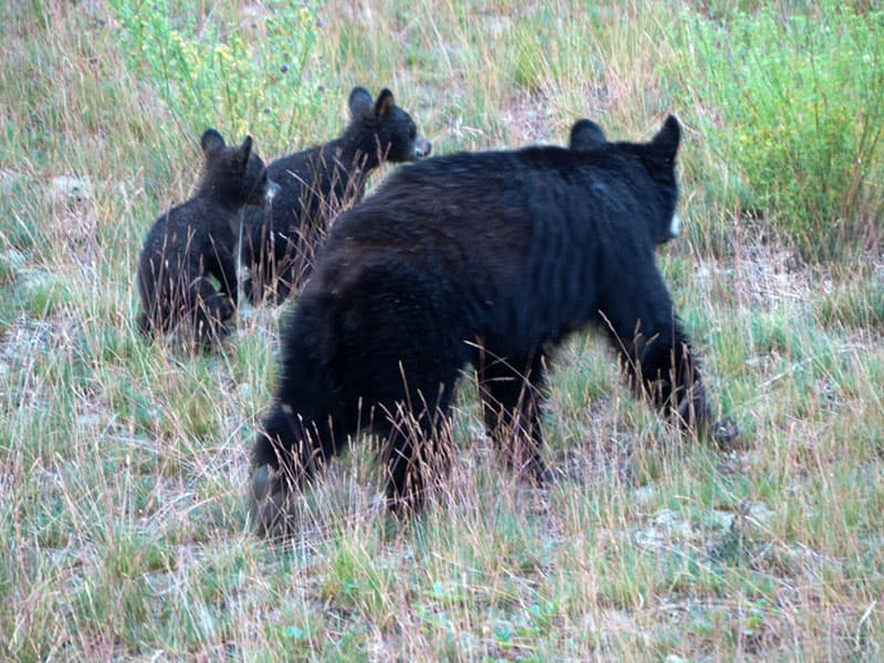 Mamma and baby bears