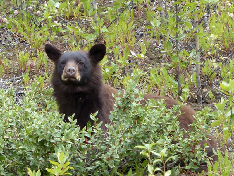 Bear got his attention