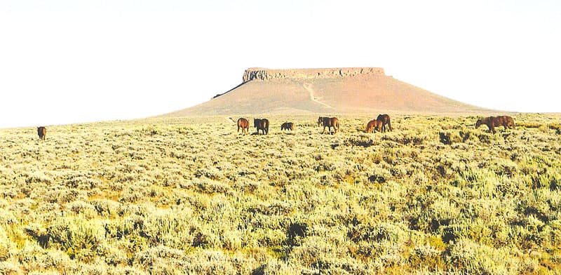 Pilot Butte Wyoming horses