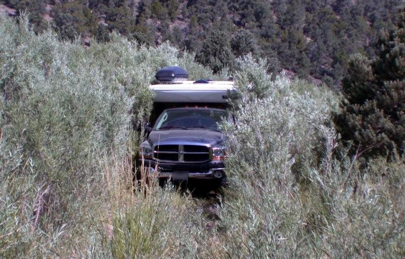 Driving Through The Brush