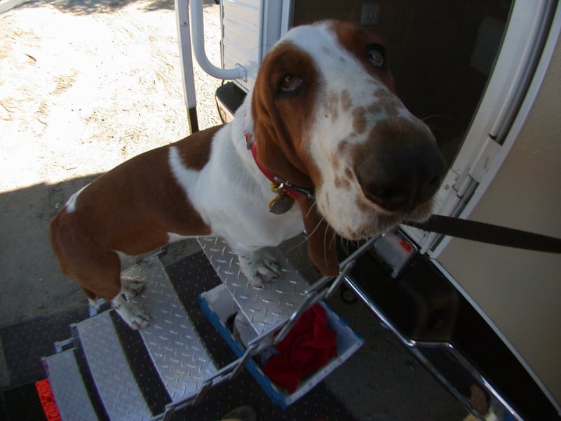 Scout The Bassett Hound