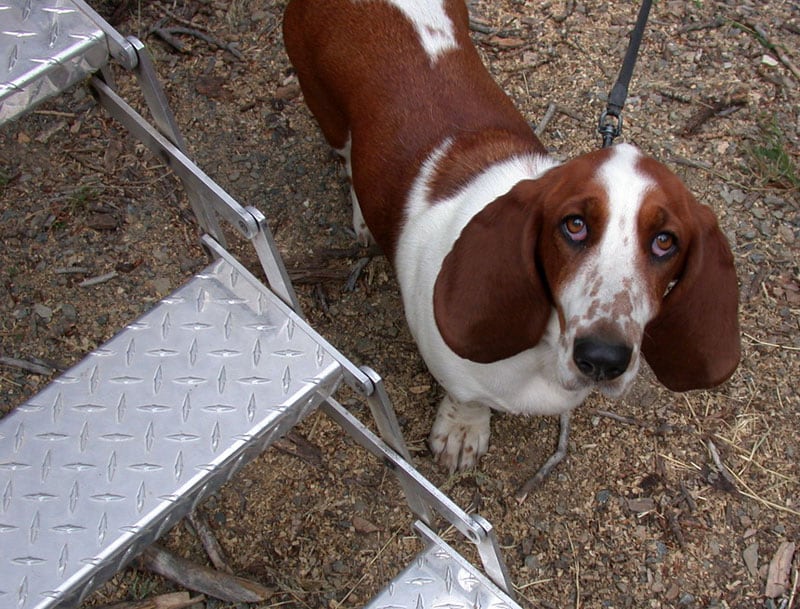 Dogs Love Camping