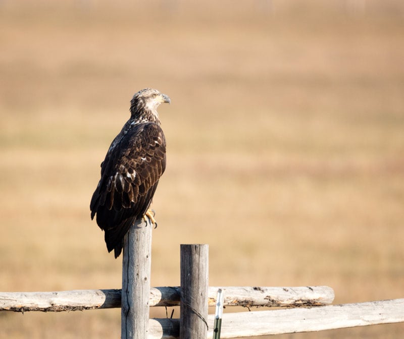 Golden Eagle Near Oxbow Bend