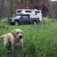 Cooper Near Rawah Wilderness