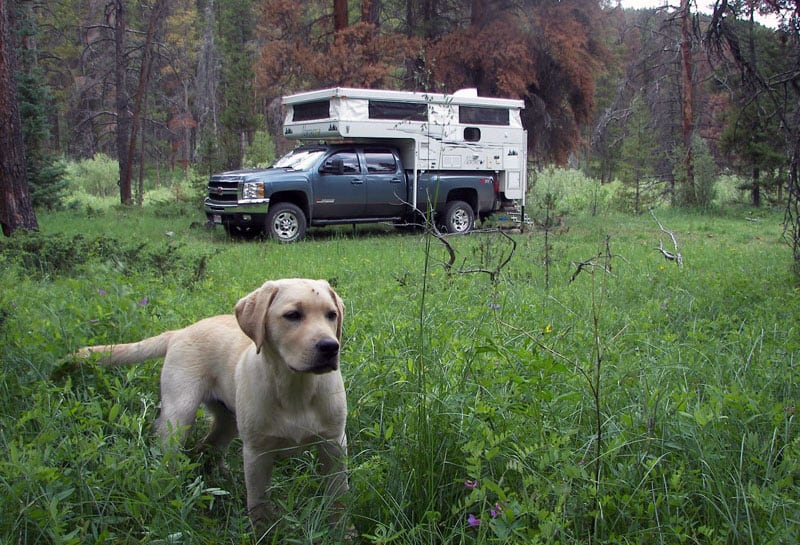 Cooper Near Rawah Wilderness