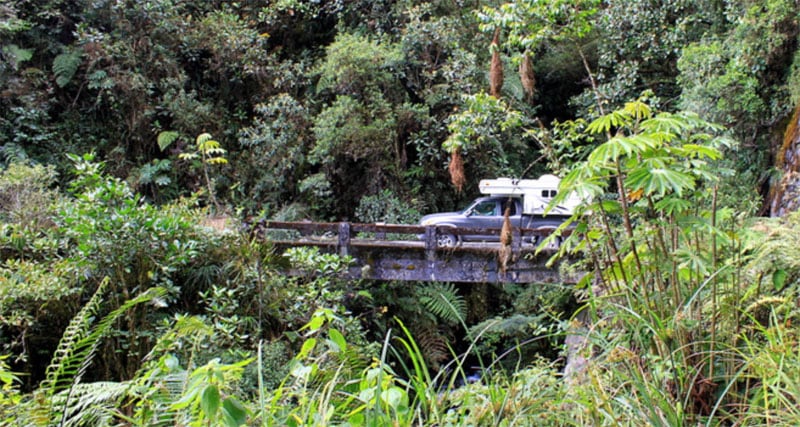 Jungle Camping Palomino Bronco