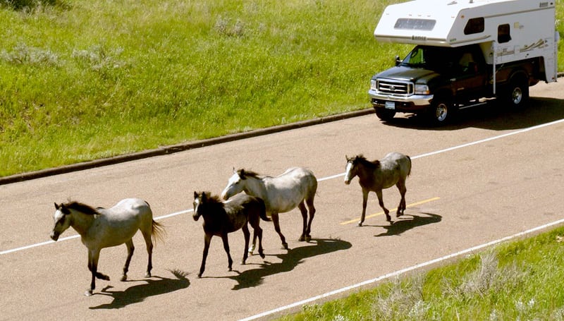 Horses Running Theodore Roosevelt NP