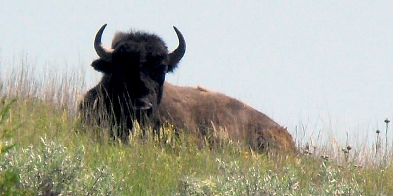 Theodore Roosevelt Bison On Hill