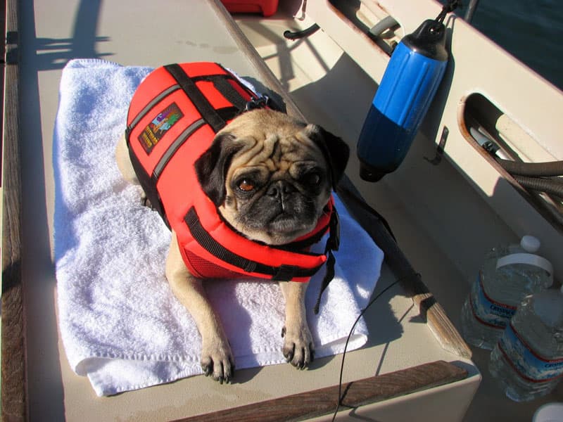 Tugboat Dog Winnie