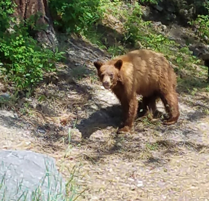 Bear That Joan Thompson Saw