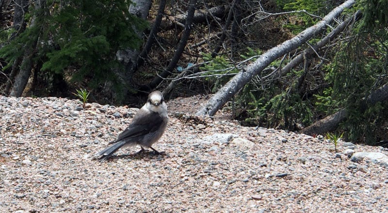 Canada Jay Also Called Gray Jay