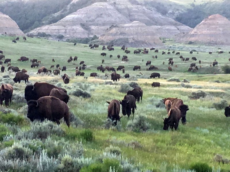 Theodore Roosevelt National Park Medora South Dakota