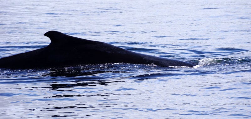 Whale Watching on Victoria Island