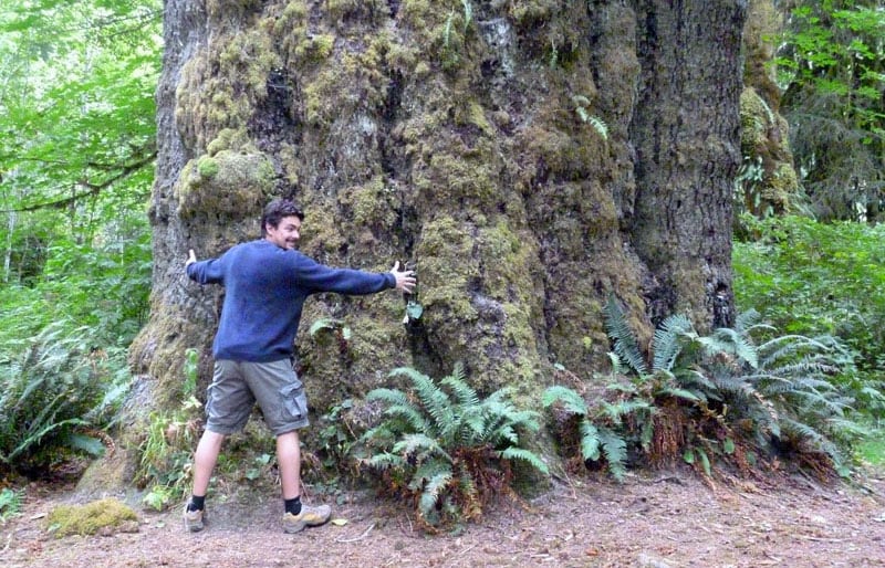 Wide Tree Vancouver Island