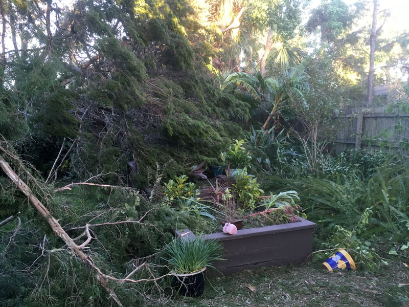 Yard After Hurricane Matthew Hit