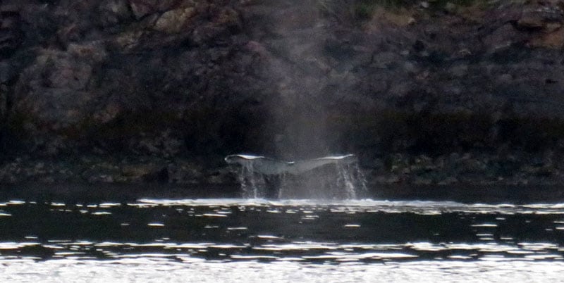 Whale Watching at Telegraph Cove