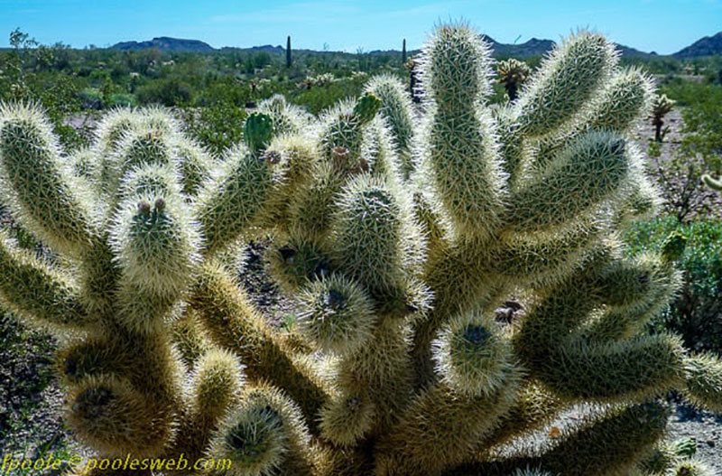 Jumping Cactus at the Q