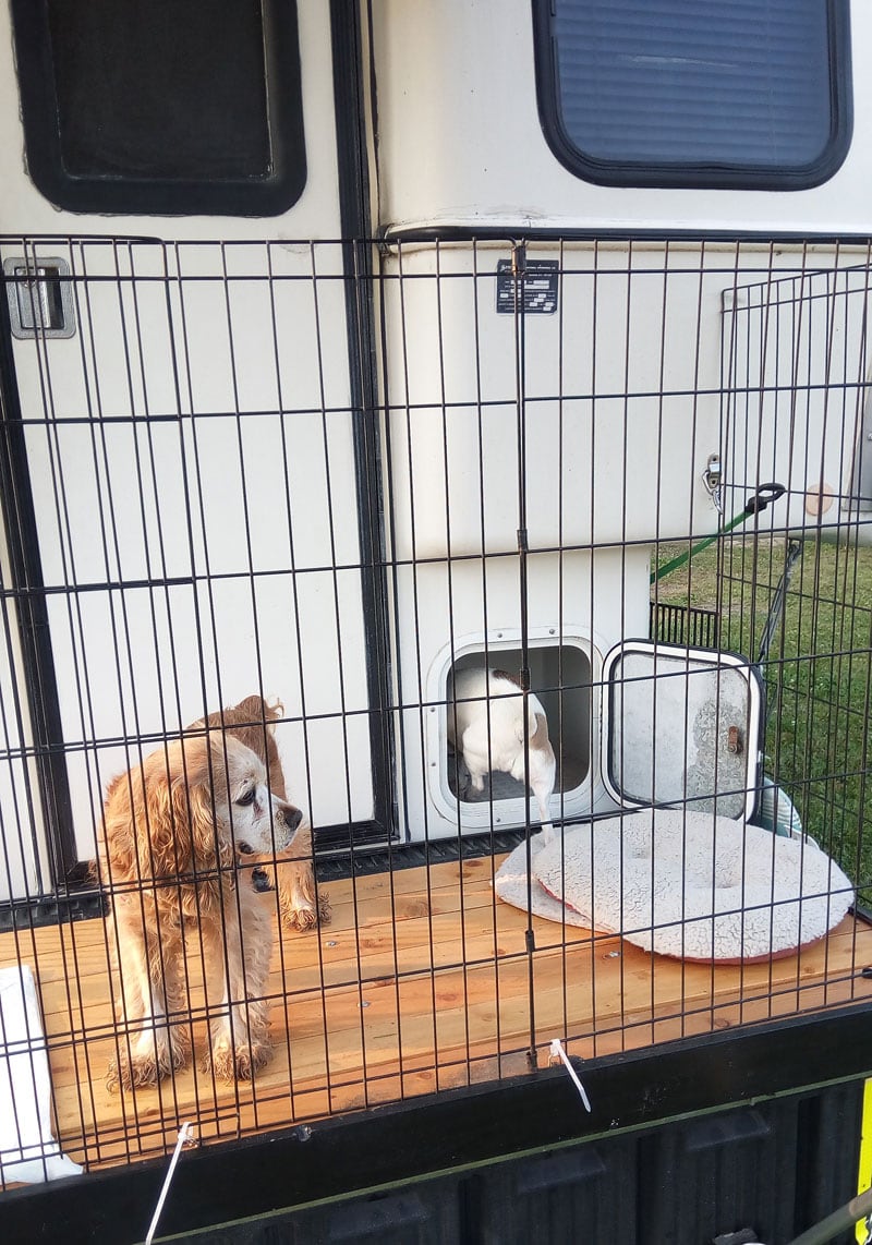 Dogs Using Deck On Back Of Camper