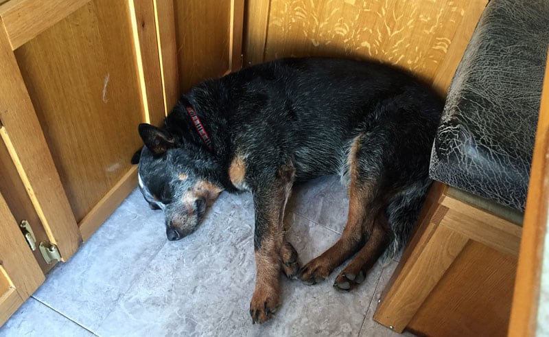 Camping Blue Heeler Dog