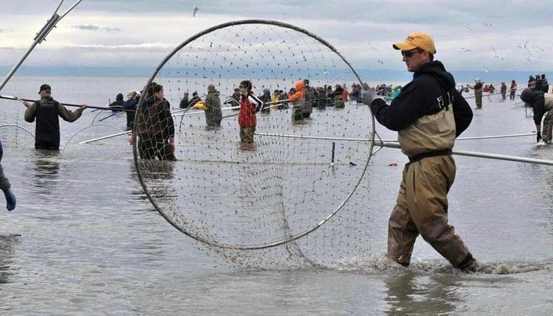 Dip Netting Sockeye Salmon Reds On The Kenai River