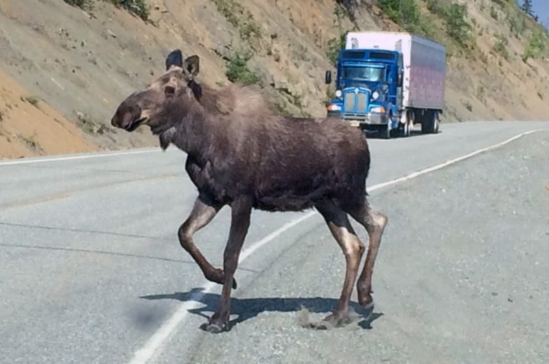 Moose Glenn Highway At The 86 Mile Marker