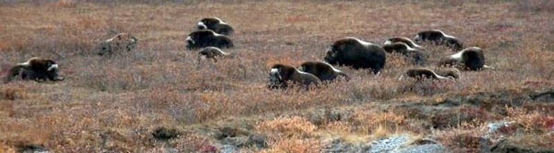 Small Herd Of Muskox Along The Dalton Highway