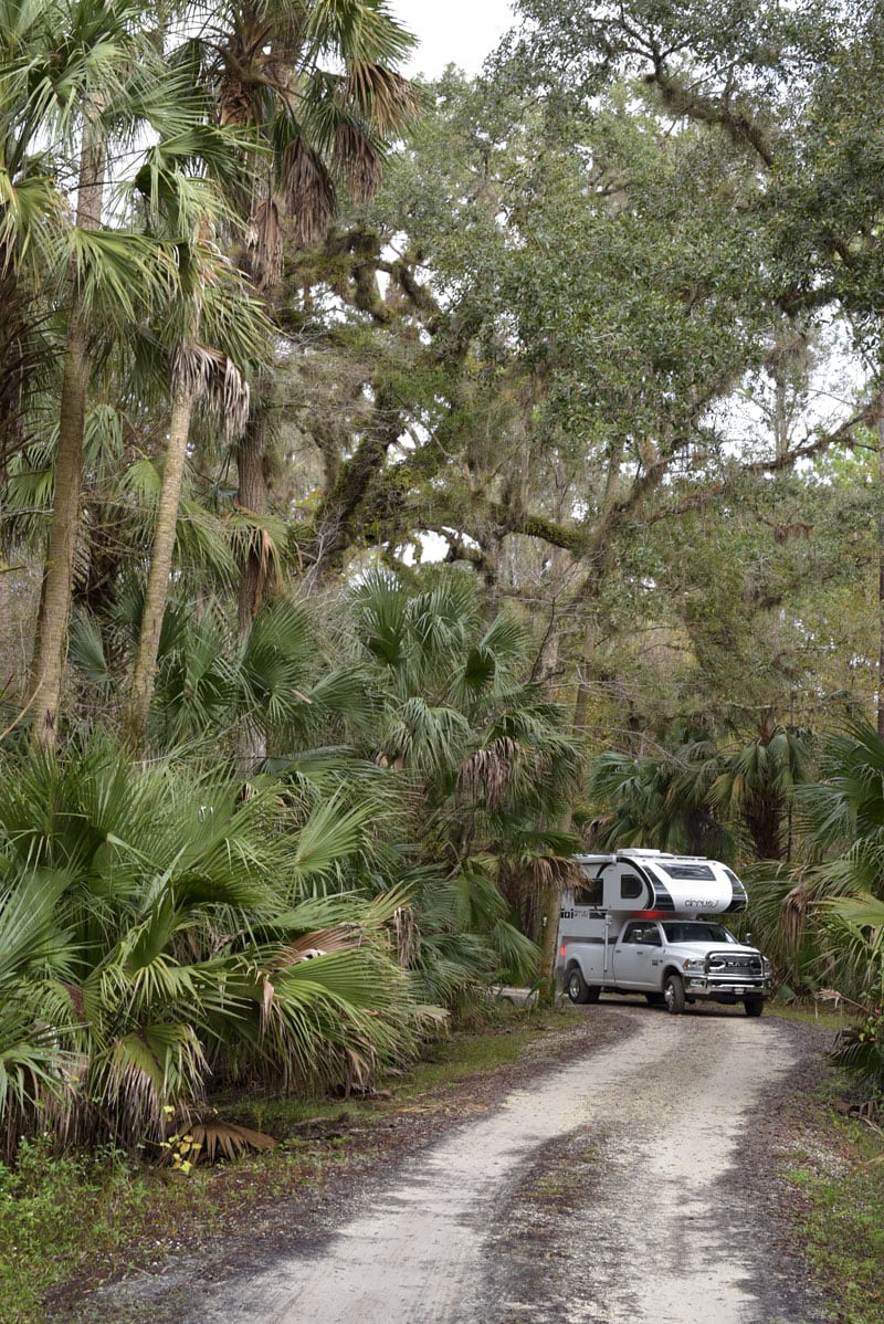 Jungle Driving In Florida