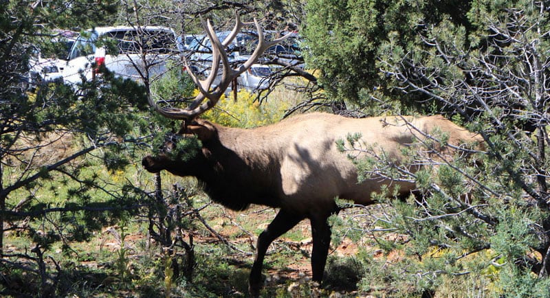 Elk South Rim Parking Lot NP