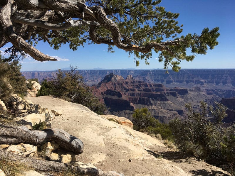 Grand Canyon North Rim Tree View