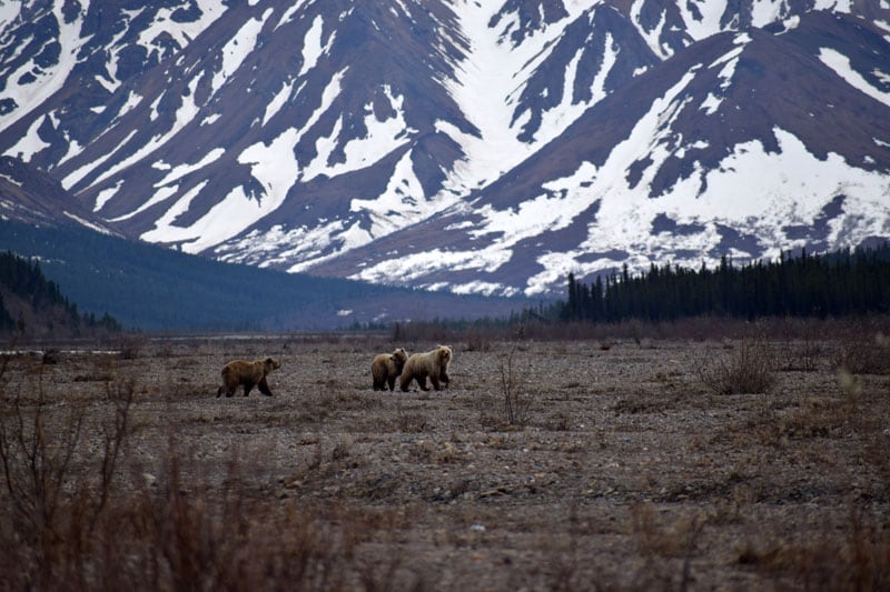 Teklanika River Campground