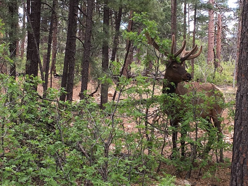 South Rim Elk Sighting