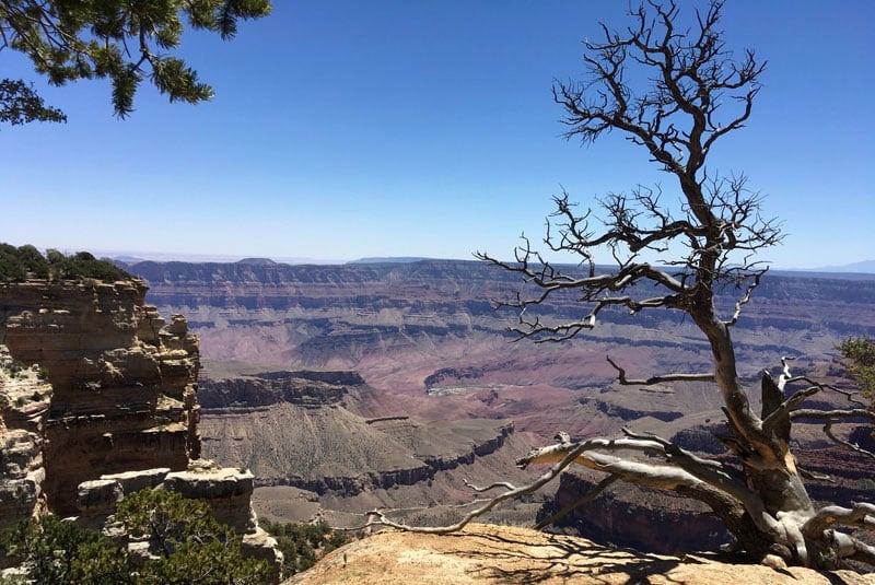 Twisted Trees Grand Canyon