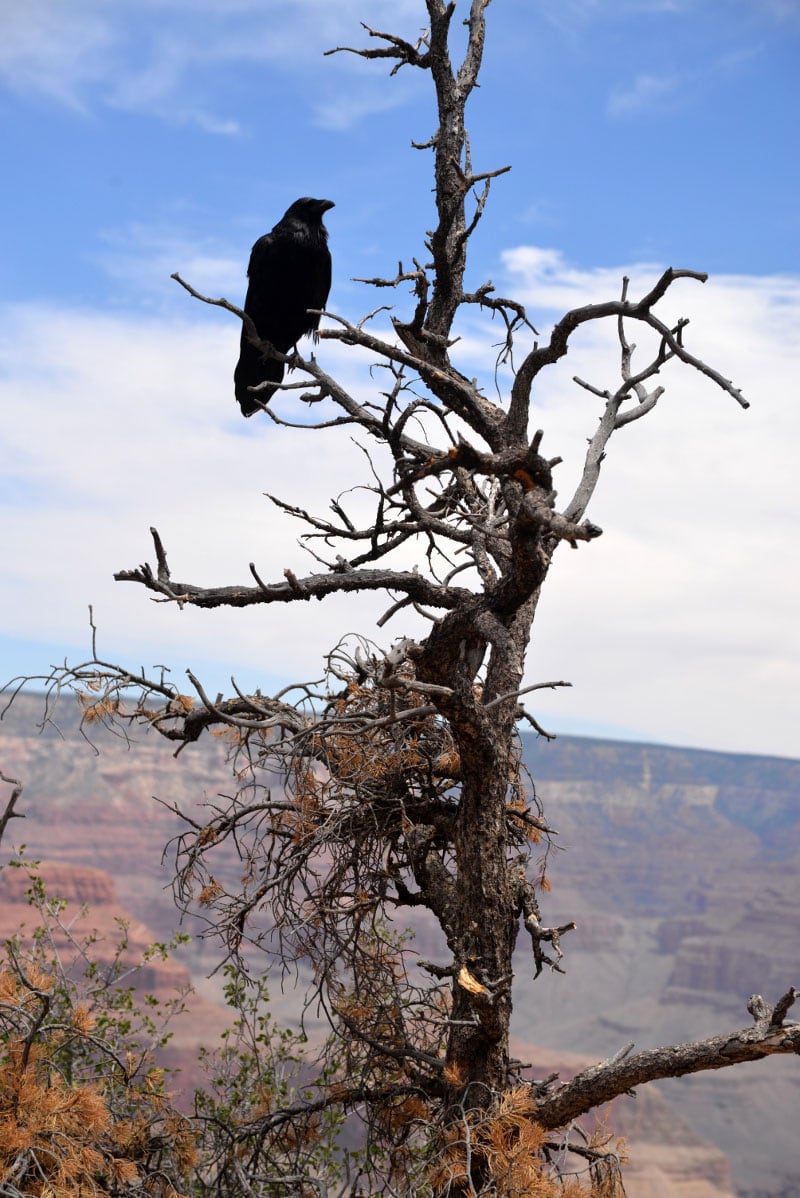 South Rim Raven