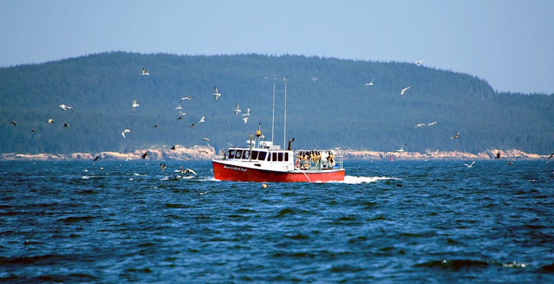 Birds With Boat