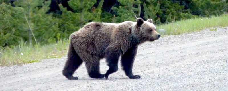 Grizzly Bear Provincial Route BC 20