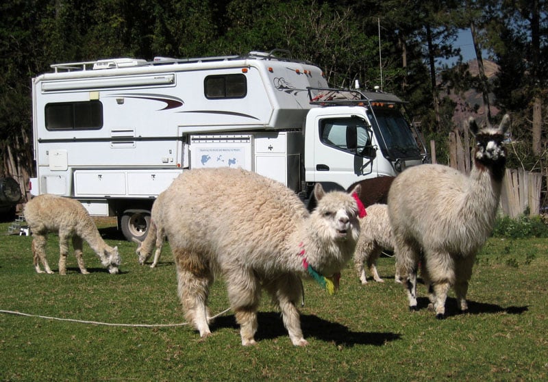 Llamas In The Campground Cusco Peru