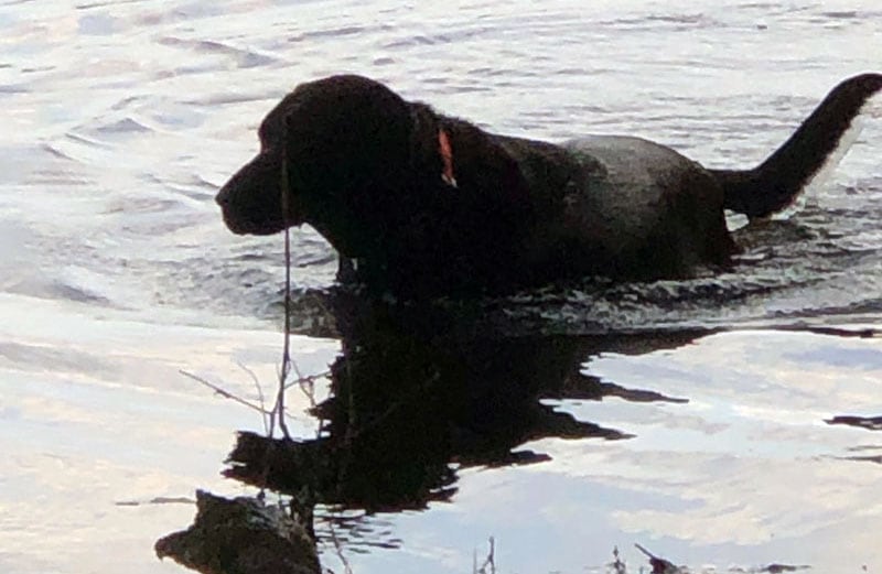 Nancy Roberts Black Lab