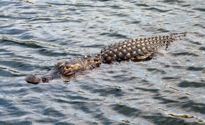 Alligators Everglades National Park Everywhere