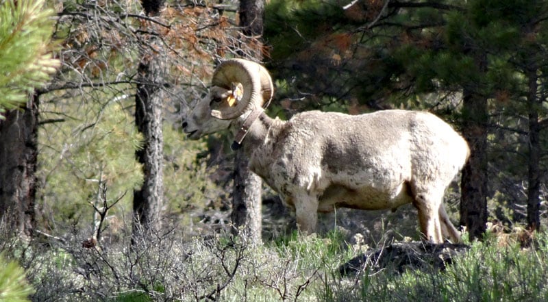 Bighorn Sheep in Red Canyon 