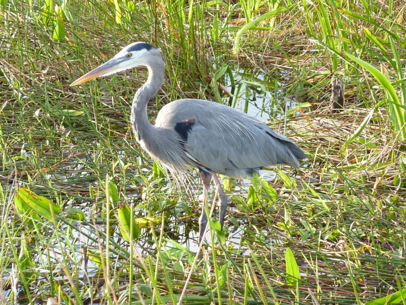 Birds In The Everglades