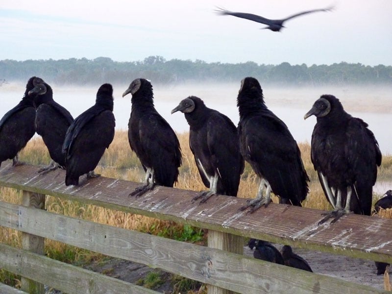 Buzzards On The Fence Post Myakka