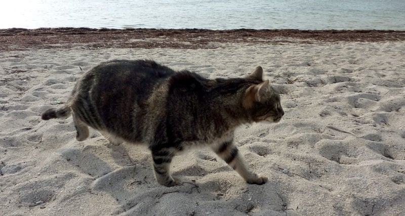 Harley Exploring Sand