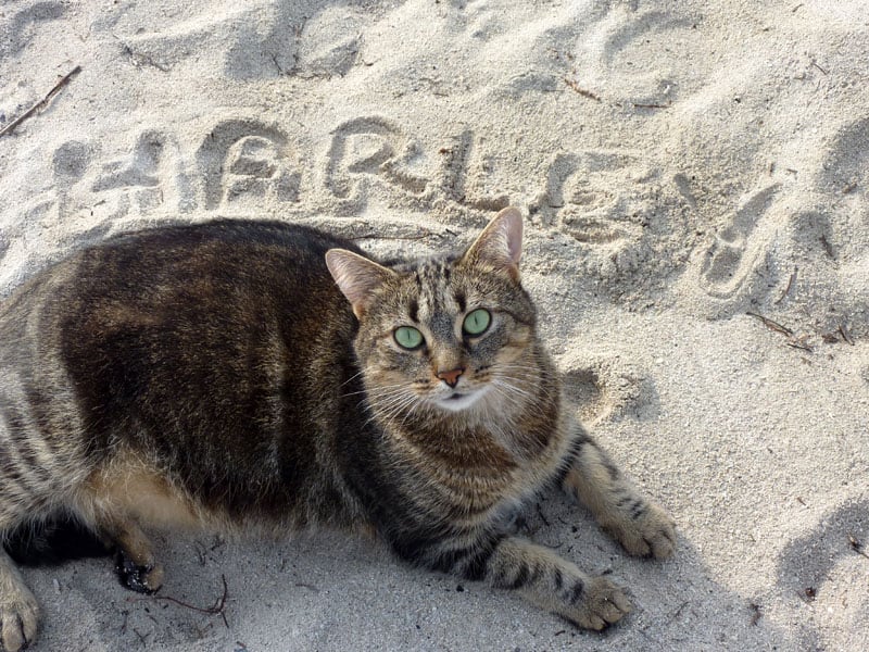 Harley's Name In Sand