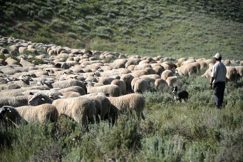 Idaho National Forest Sheep Herder