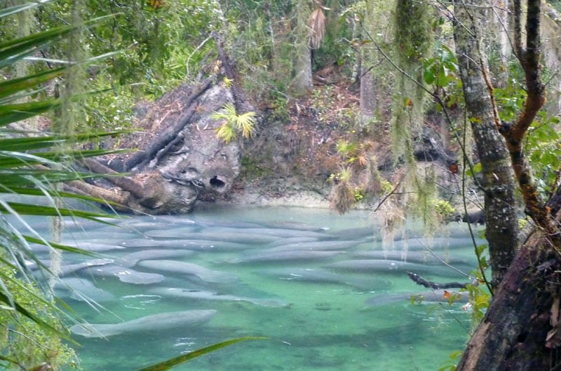 Manatees At Blue Spring