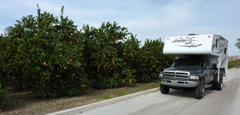 Oranges In Florida