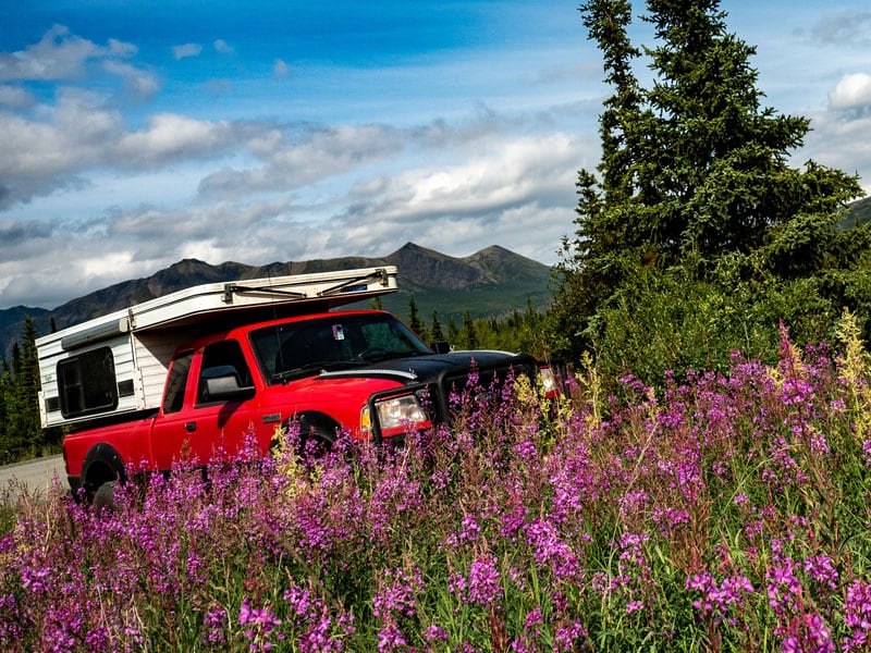 Roaming Ranger In Amongst Fireweed