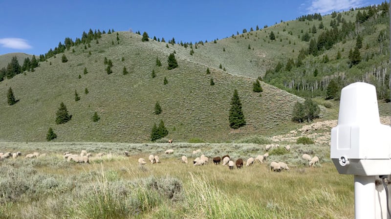 Sheep Near Camper Idaho