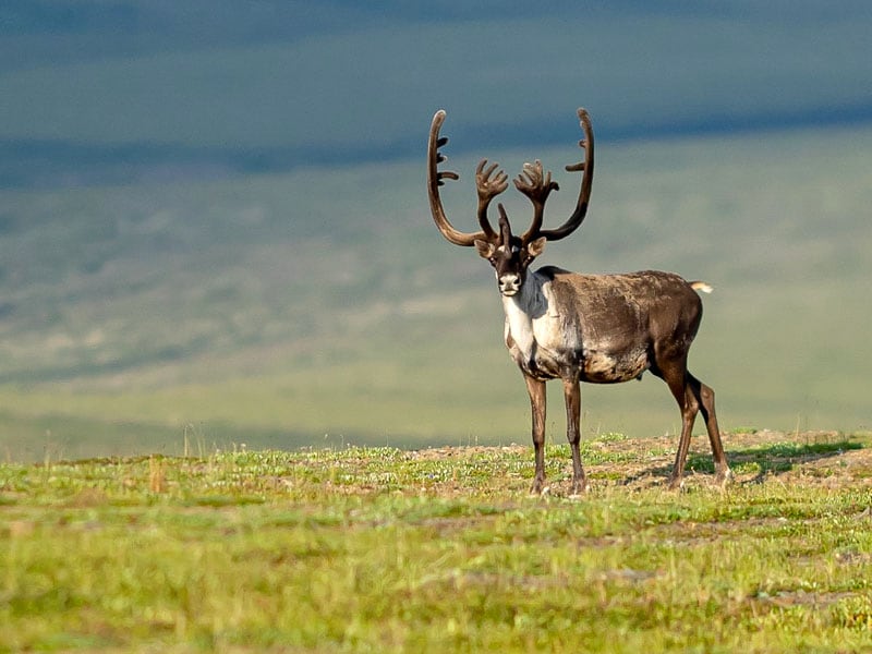 Caribou Says Hello